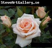 unknow artist Realistic Pink Roses